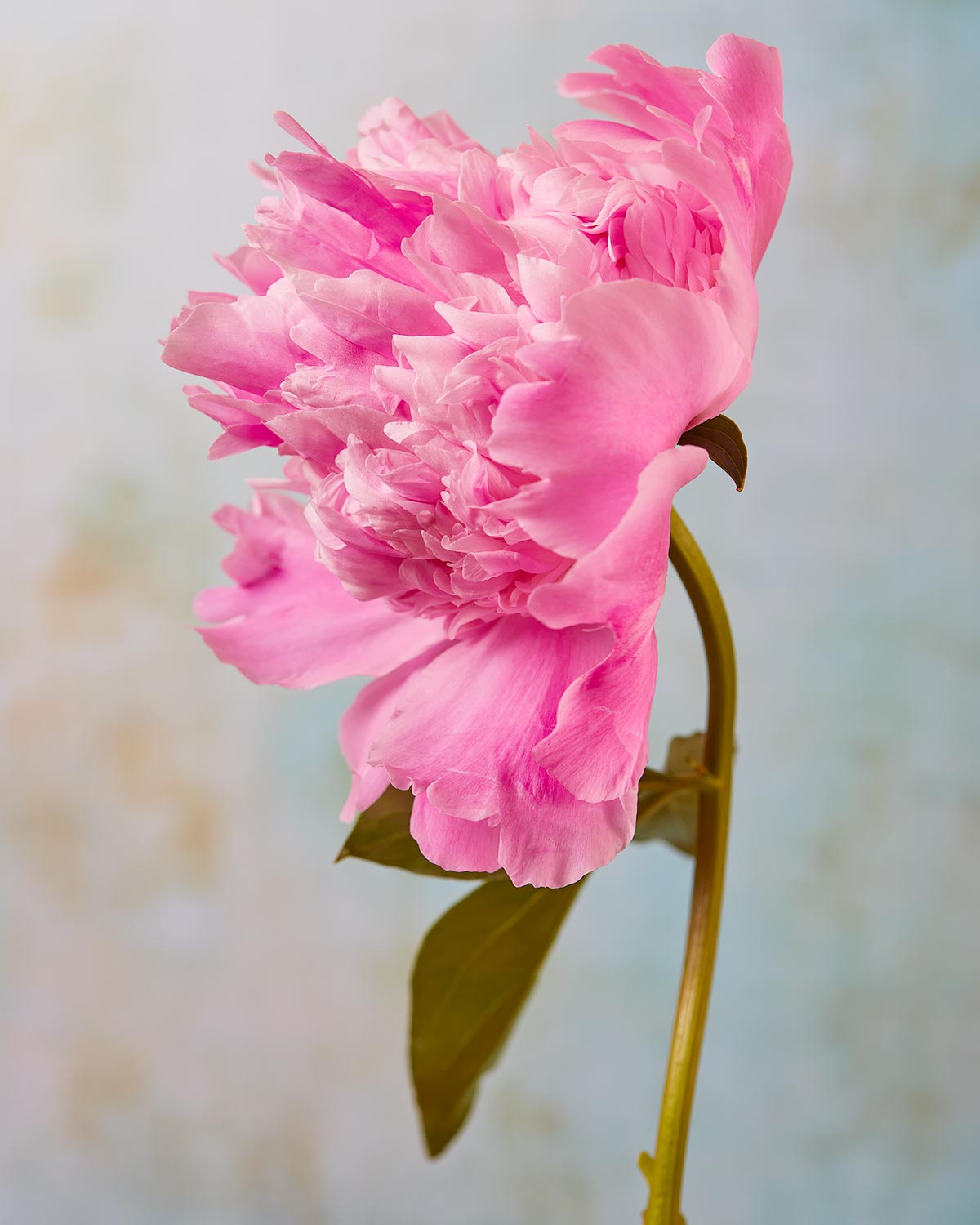 From the Peony Sister Portraits - 3 Piece collection, a captivating pink peony blooms beautifully with ruffled petals, set slightly to the right against a soft blurred pastel backdrop, showcasing timeless romance through its vibrant color and delicate texture.