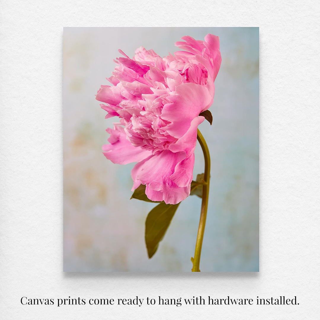 A canvas print from the Peony Sister Portraits - 3 Piece features a vibrant pink peony, embodying timeless romance against a soft, blurred backdrop. The canvas prints arrive ready to hang with hardware installed.