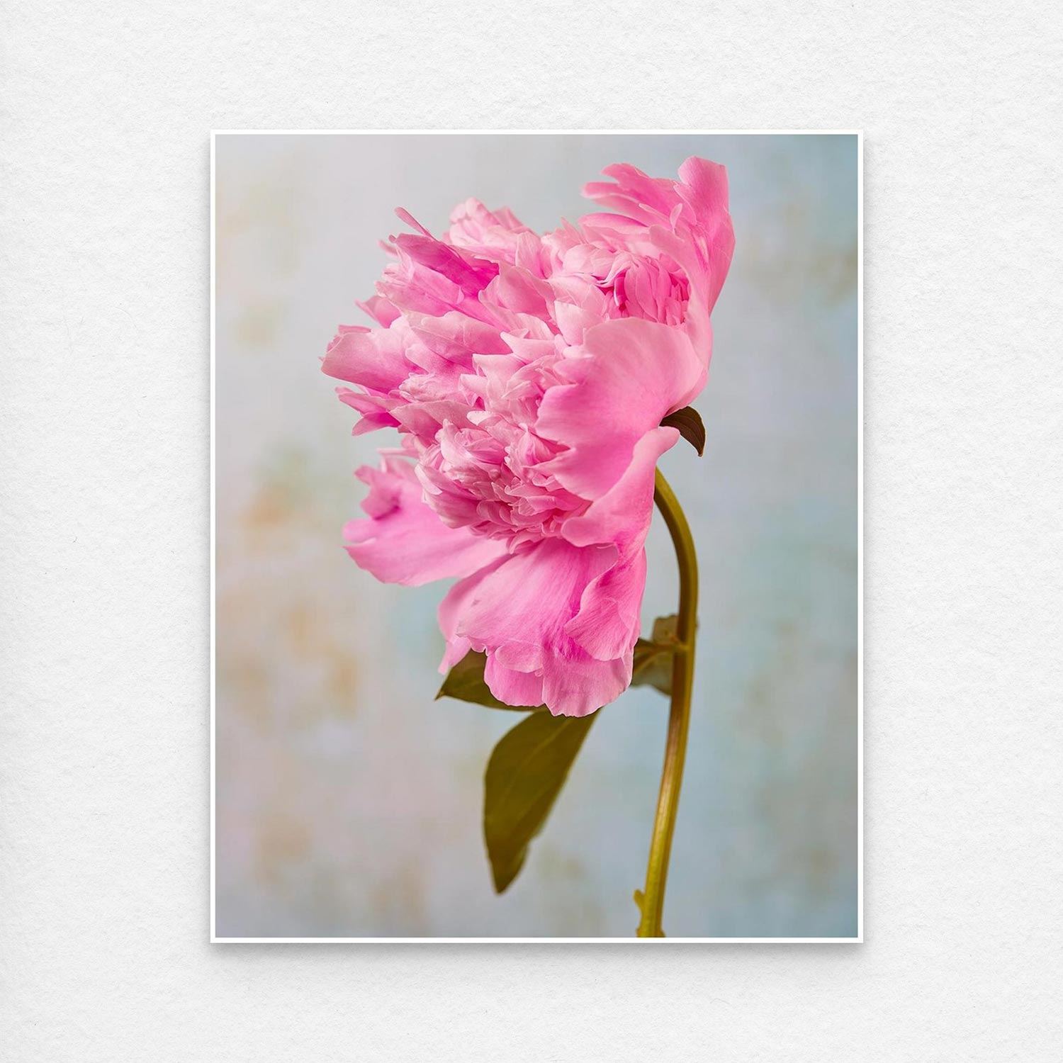 The Peony Sister Portraits - 3 Piece features a vibrant pink Sarah Bernhardt peony in full bloom with ruffled petals against a soft backdrop, symbolizing romance. Positioned diagonally, the flowers stem and a single green leaf are visible.