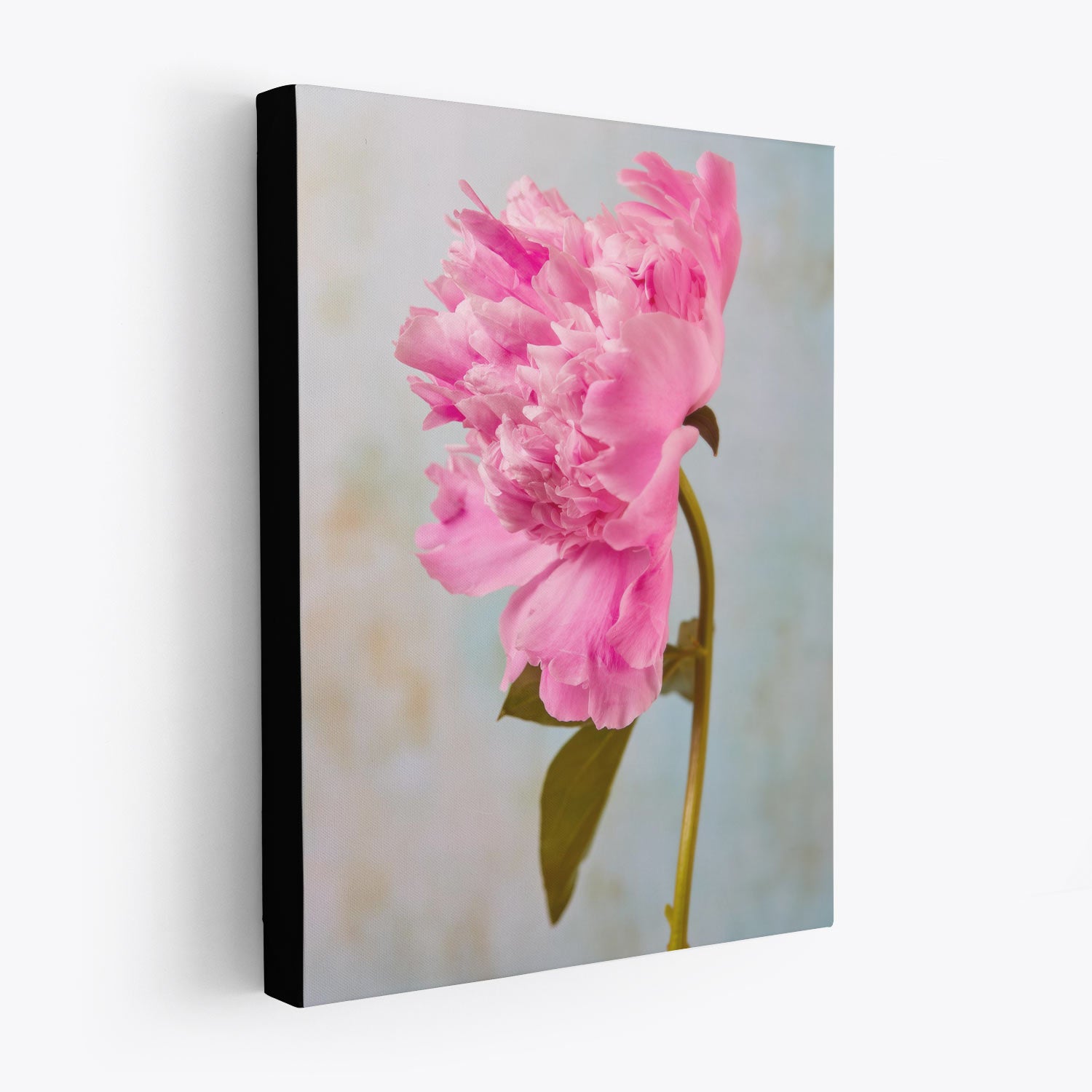 A side view of a canvas print from the Peony Sister Portraits - 3 Piece, showcasing a vibrant pink peony in bloom against a soft, blurred pastel background. The black edges highlight the timeless romance of this floral artwork.