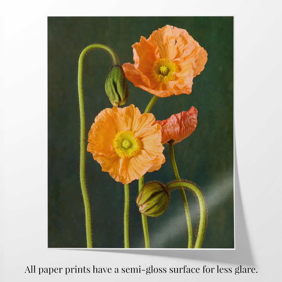 A photograph titled Poppy Sisters Portraits - 3 Piece features Italian pastel poppies with green buds on curving stems set against a dark green background. The semi-gloss paper surface reduces glare, enhancing the artworks visual appeal.