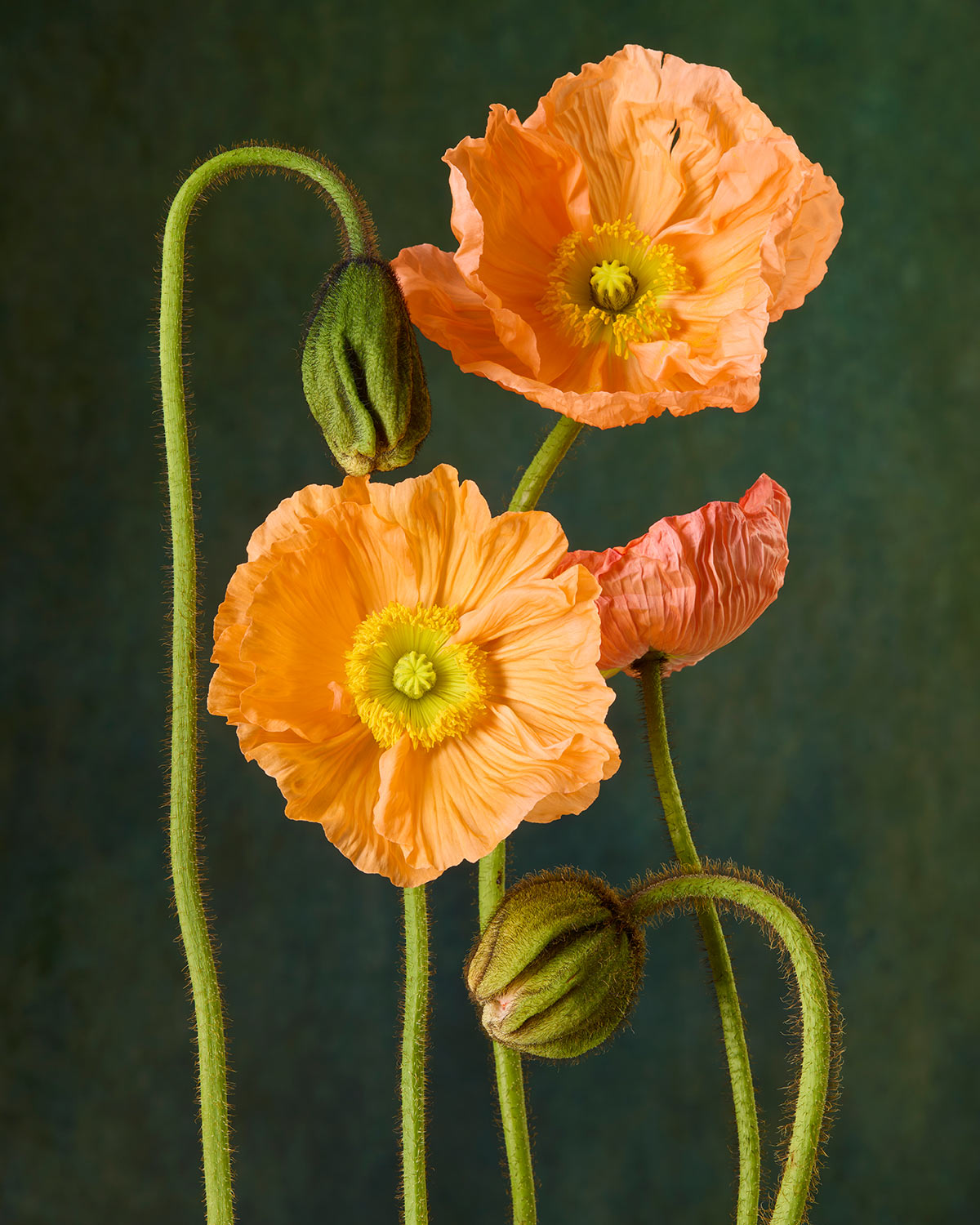 The Poppy Sisters Portraits - 3 Piece showcases two vibrant orange Italian pastel poppies with delicate petals and prominent yellow centers, blooming against a textured green background. Gracefully curving long green stems with buds enhance the timeless still-life quality.