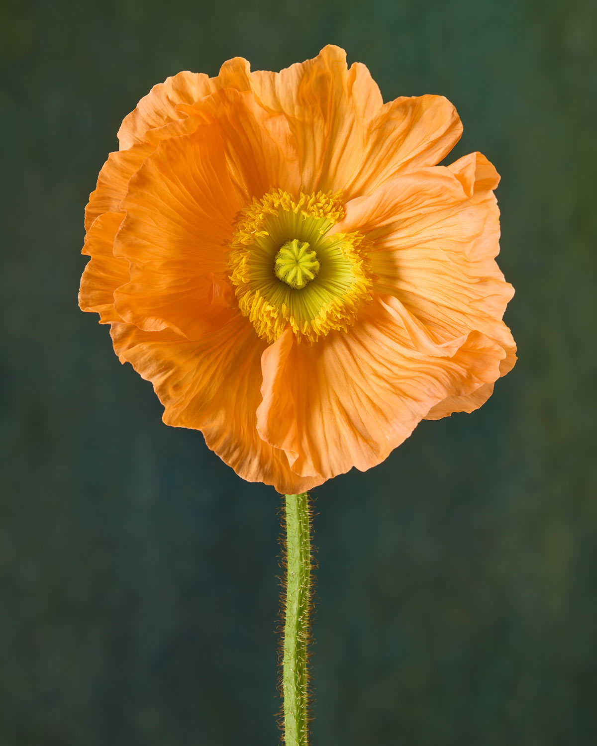 The Poppy Sisters Portraits - 3 Piece features an orange poppy with ruffled petals and a green stem on a dark green background, emphasizing its intricate texture and vibrant color against the muted backdrop.