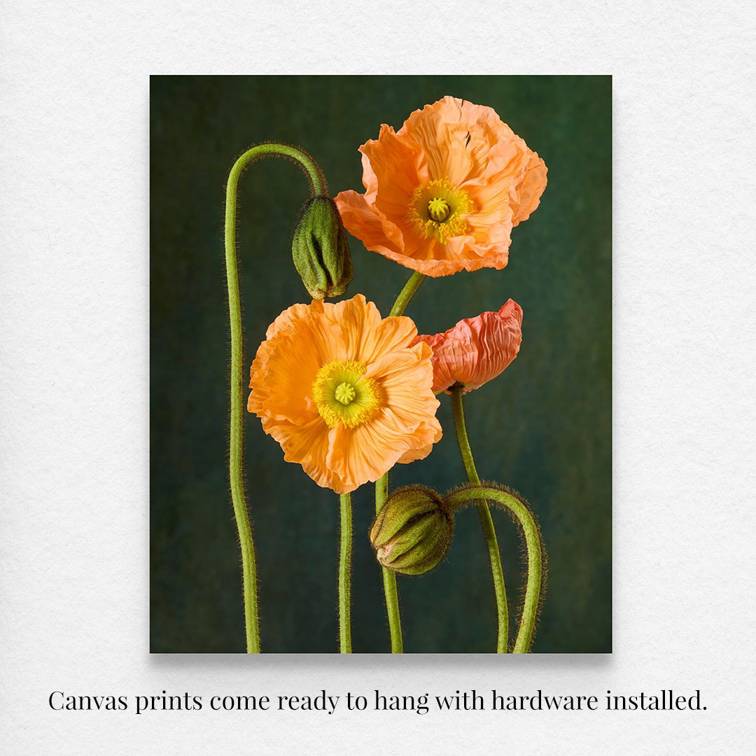 Orange poppies in bloom with long green stems and buds, set against a dark backdrop on a canvas print reminiscent of Italian pastel poppies. The piece, Poppy Sisters Portraits - 3 Piece, comes ready to hang with hardware already installed.