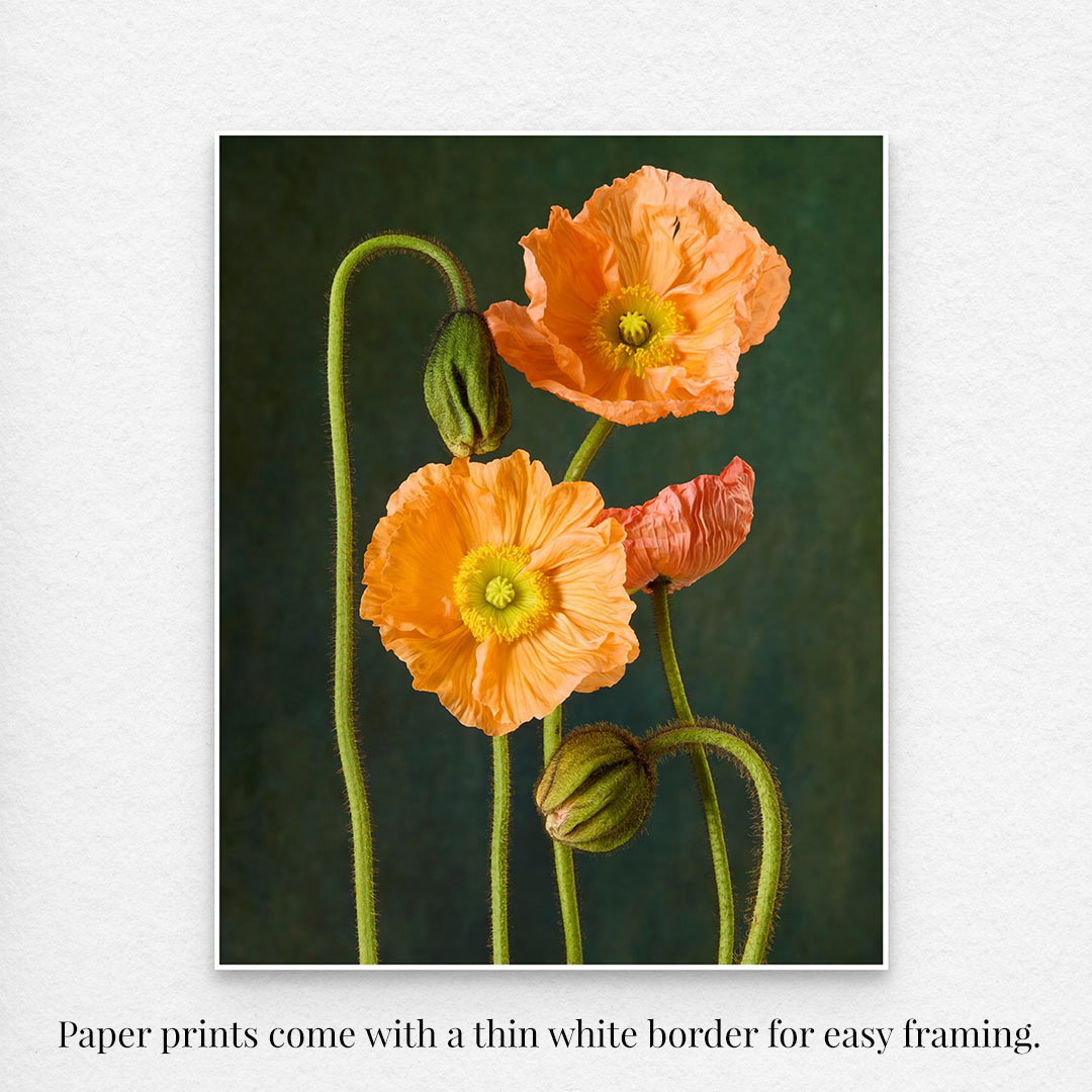 The Poppy Sisters Portraits - 3 Piece features three vivid orange poppies with ruffled petals and green stems against a dark backdrop. The image highlights two fully bloomed flowers and a budding one, framed by a white border that ensures easy framing.