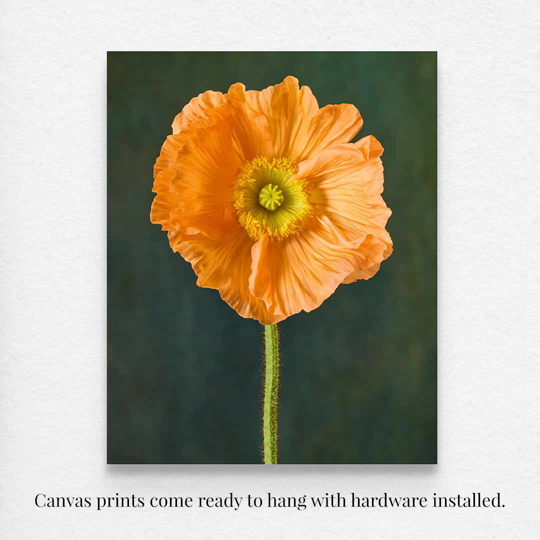 The Poppy Sisters Portraits - 3 Piece canvas print showcases a striking orange poppy centered against a dark green background, perfect for still-life enthusiasts. It comes ready to hang with hardware installed.