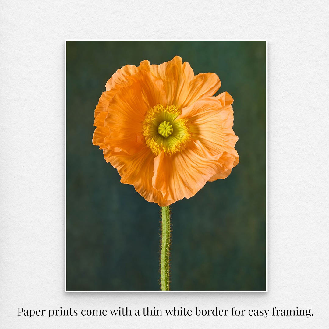 Close-up of a vibrant orange poppy with delicate petals and green center on a gradient dark green background. Part of the Poppy Sisters Portraits - 3 Piece art set, this image includes a thin white border for easy framing, with text stating: Paper prints come with this border.