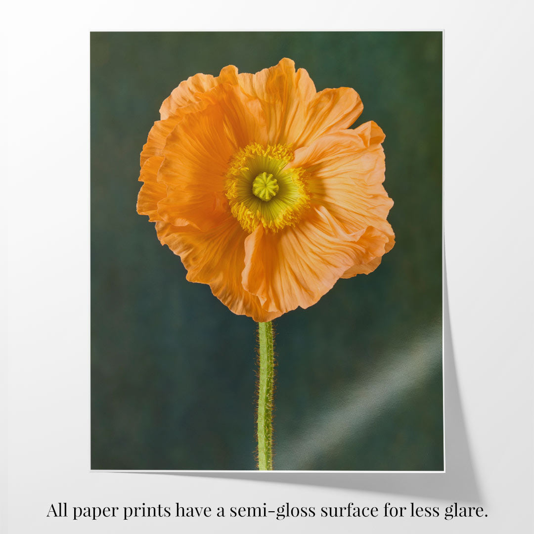 Showcased on semi-gloss paper, the Poppy Sisters Portraits - 3 Piece features a vibrant orange poppy with a yellow center against a dark green background. The paper reduces glare to enhance details, making it an exquisite addition to any collection.