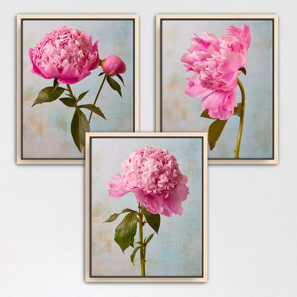 three framed pictures of pink peonies, each with a different arrangement of the flowers and leaves.