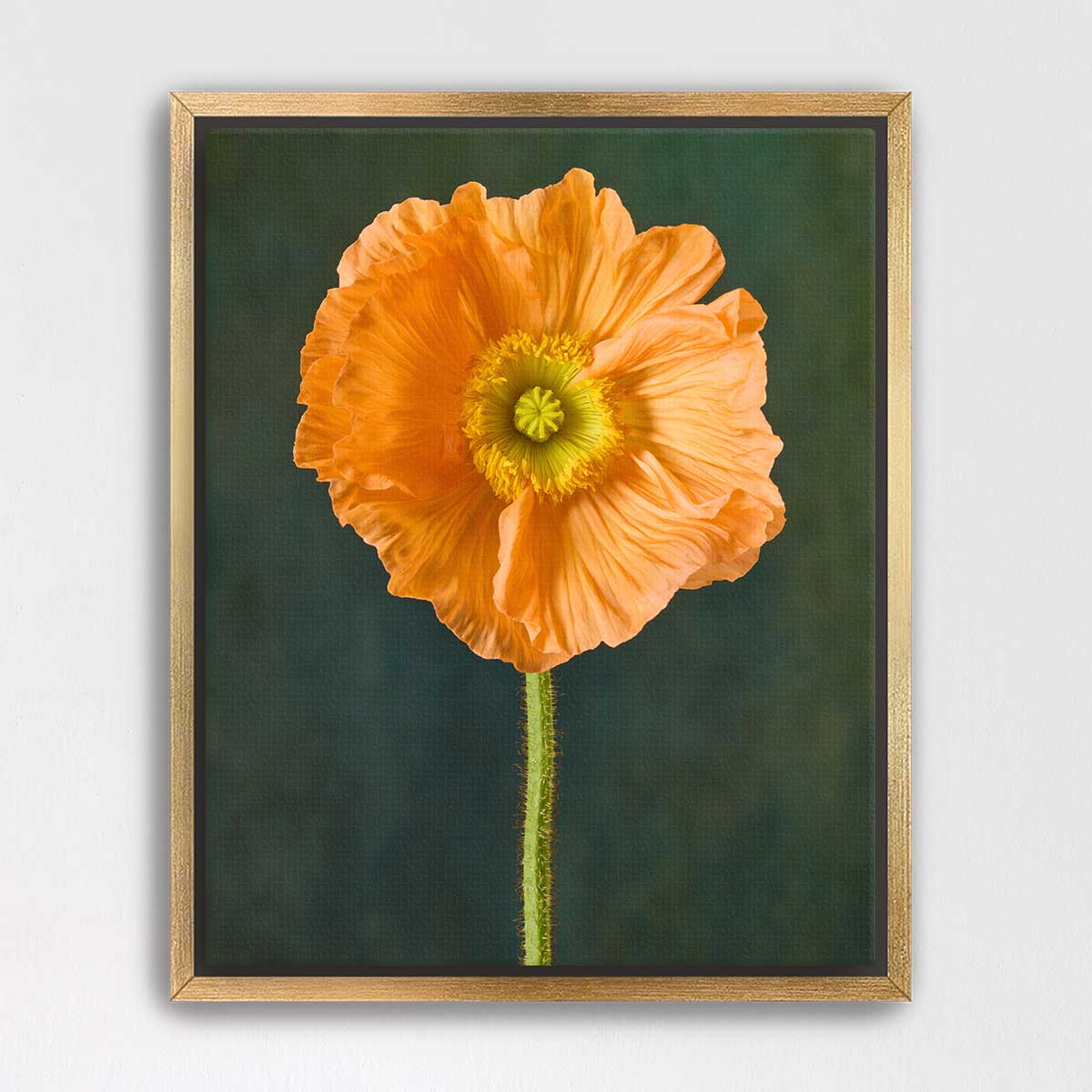 The Tuscan Poppy