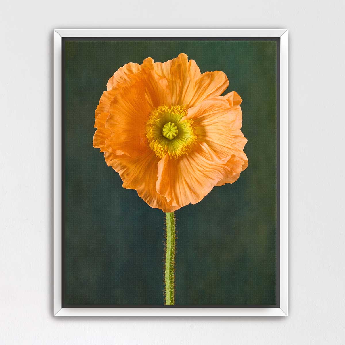 The Tuscan Poppy