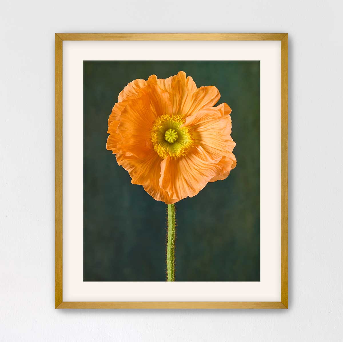 The Tuscan Poppy