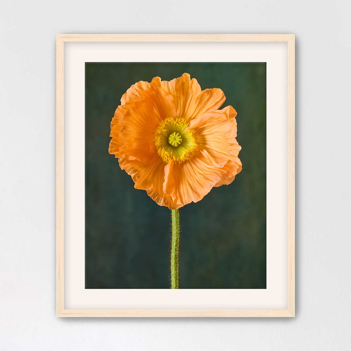 The Tuscan Poppy
