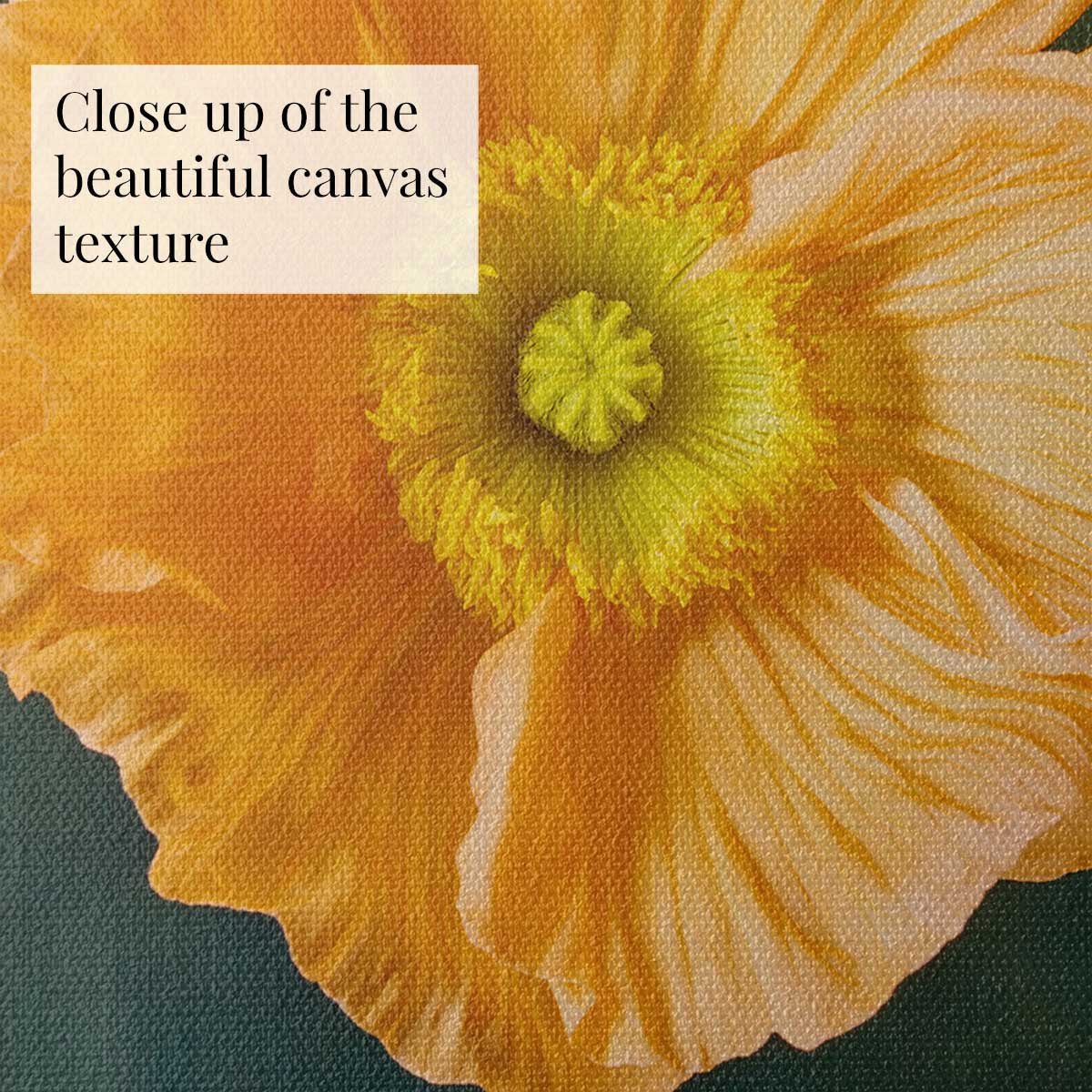The Tuscan Poppy