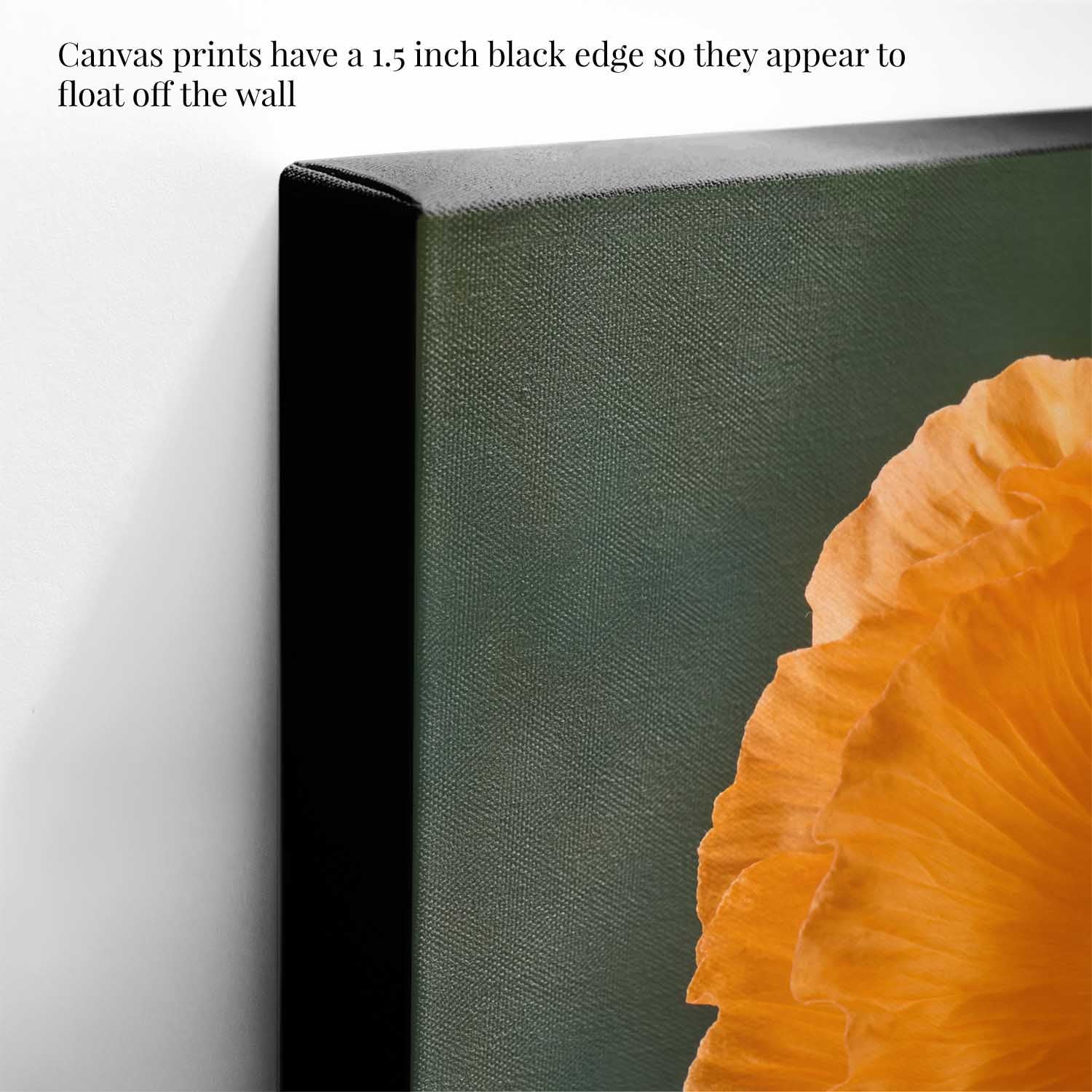The Tuscan Poppy
