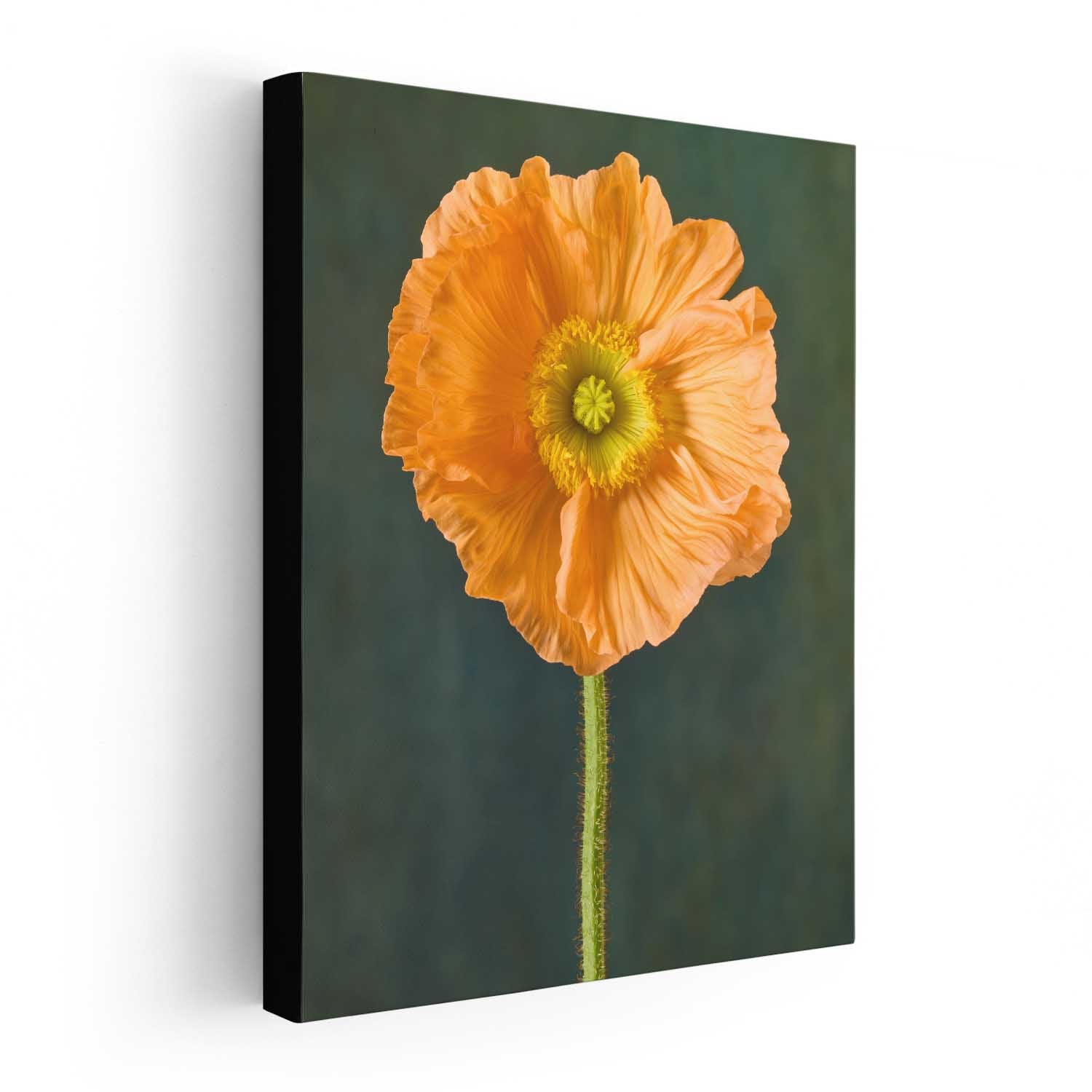 The Tuscan Poppy