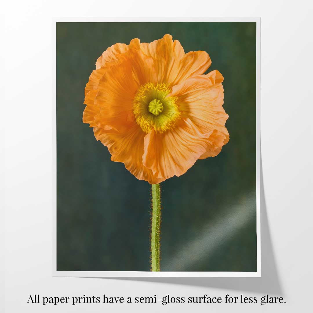 The Tuscan Poppy