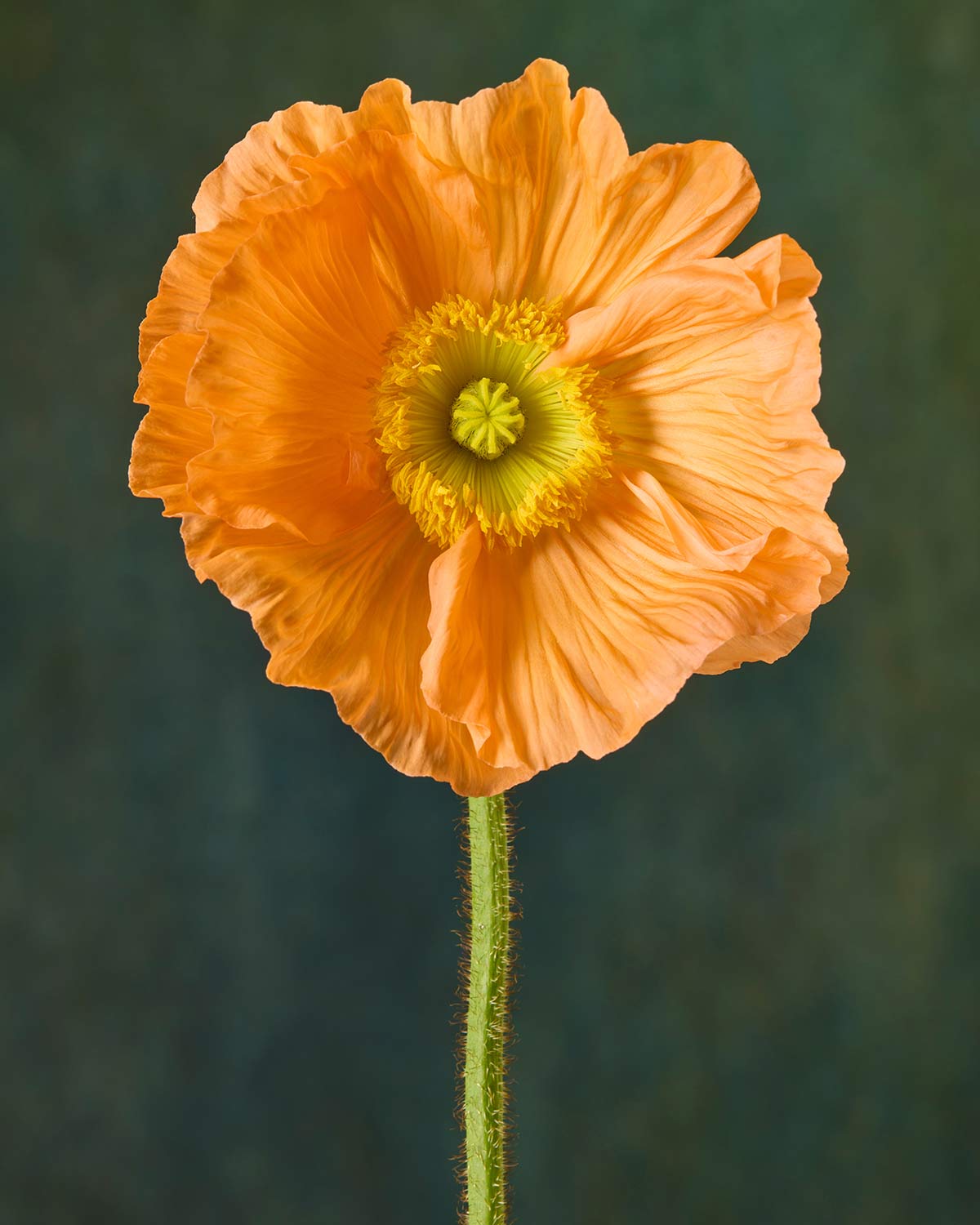 The Tuscan Poppy