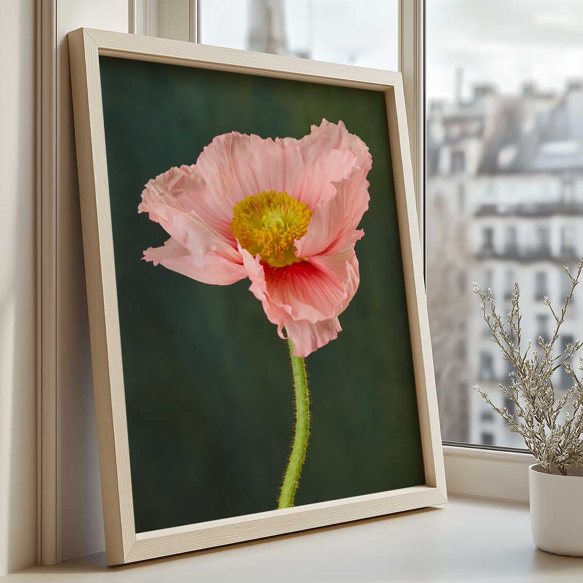 The Venetian Poppy