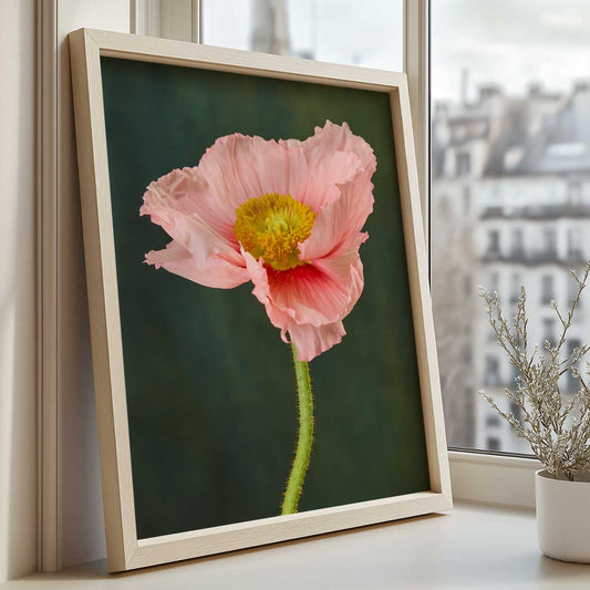 The Venetian Poppy