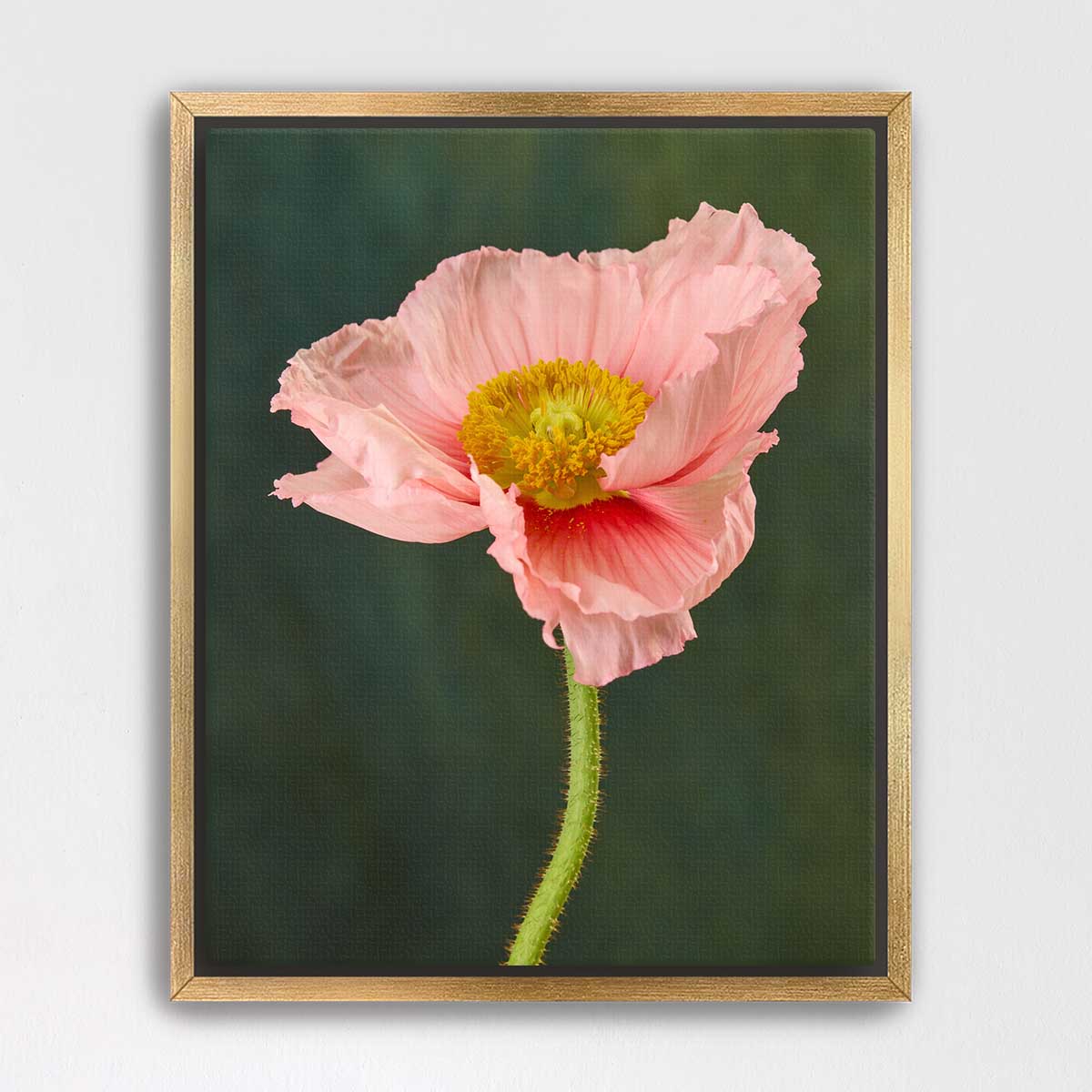 The Venetian Poppy