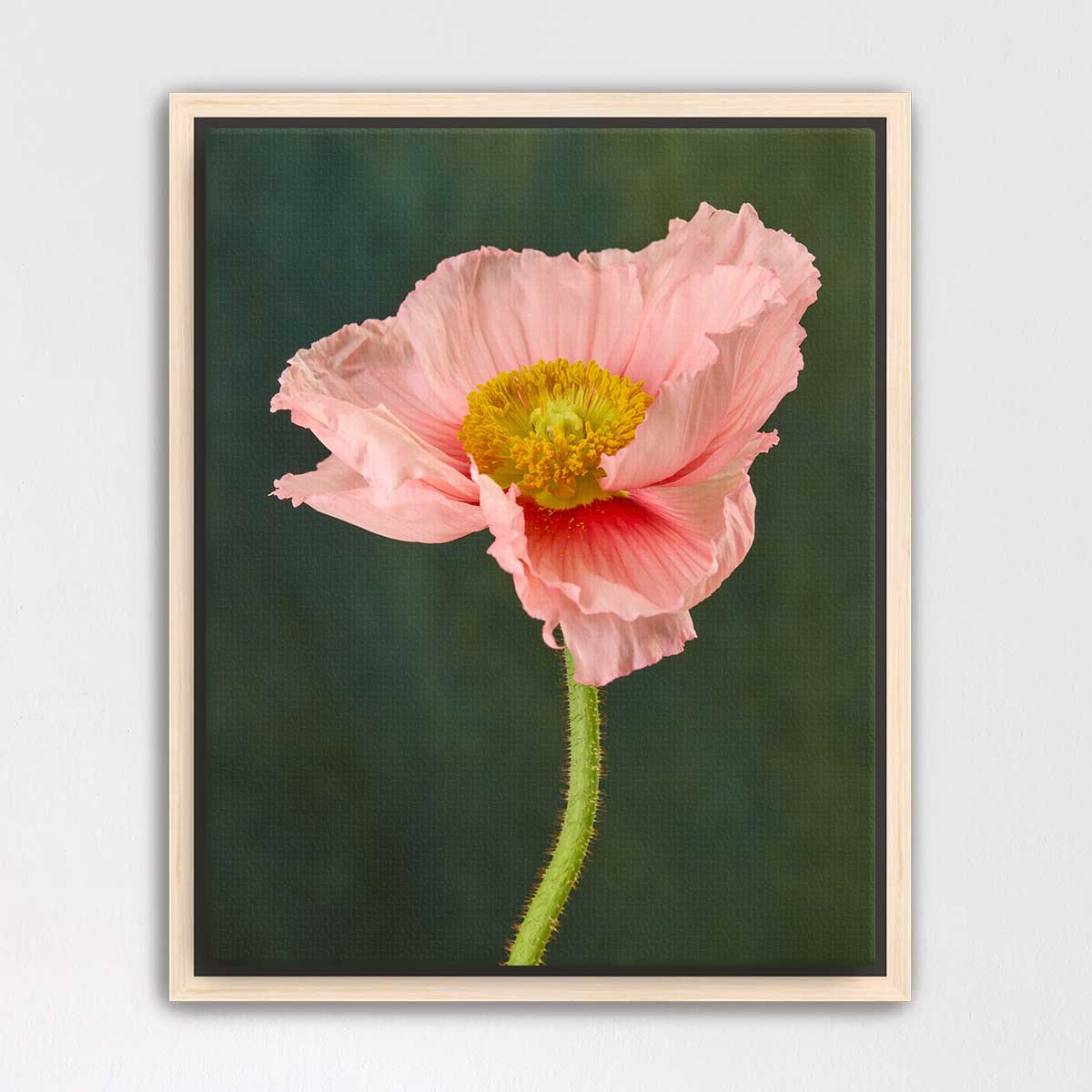 The Venetian Poppy