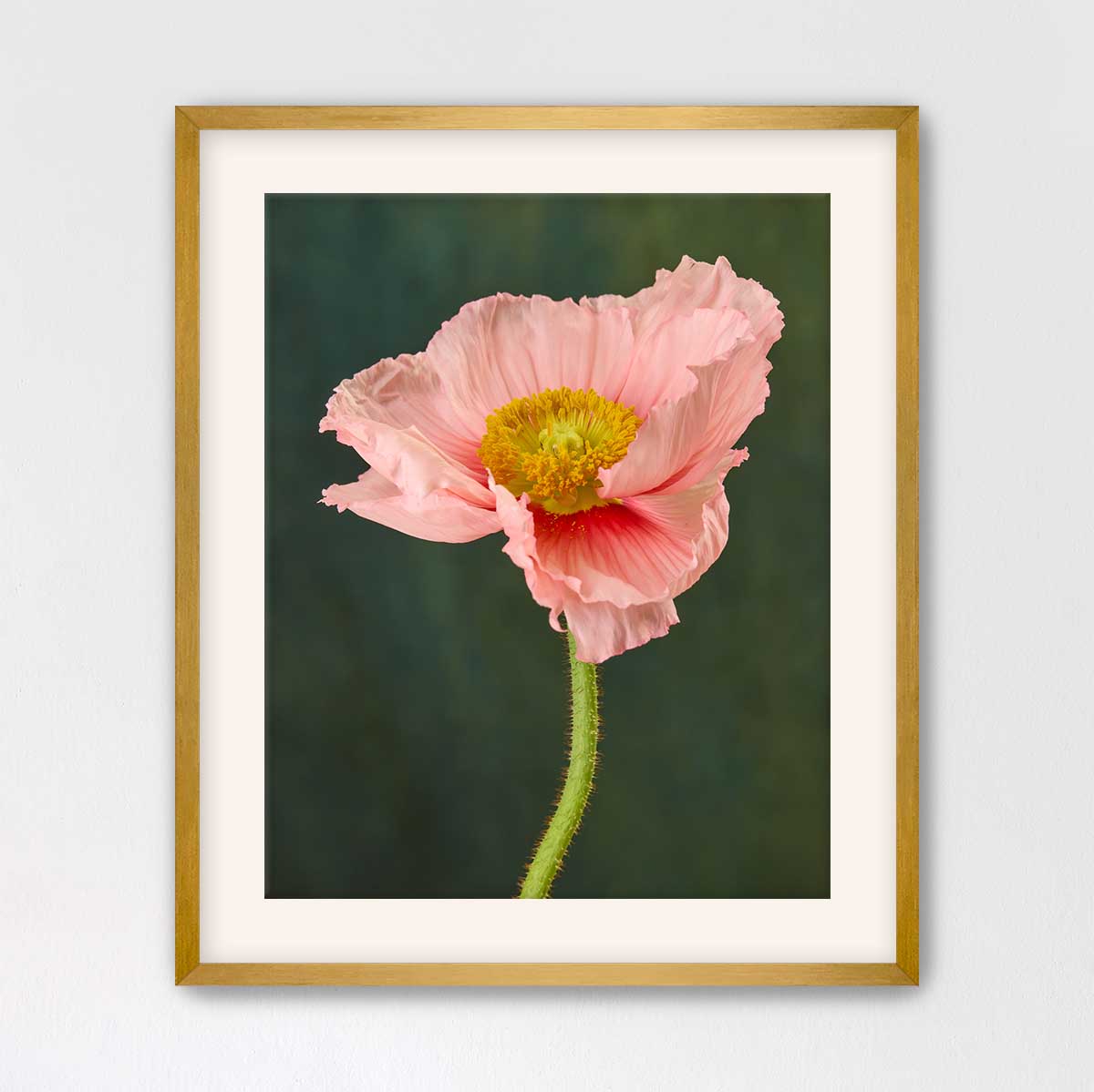 The Venetian Poppy