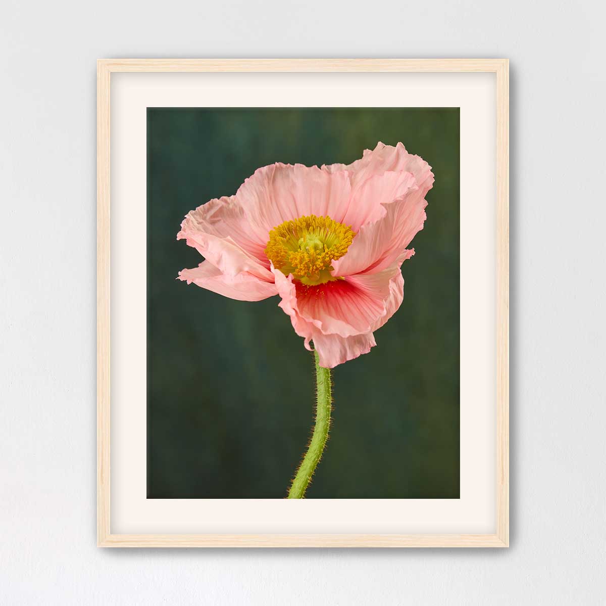 The Venetian Poppy