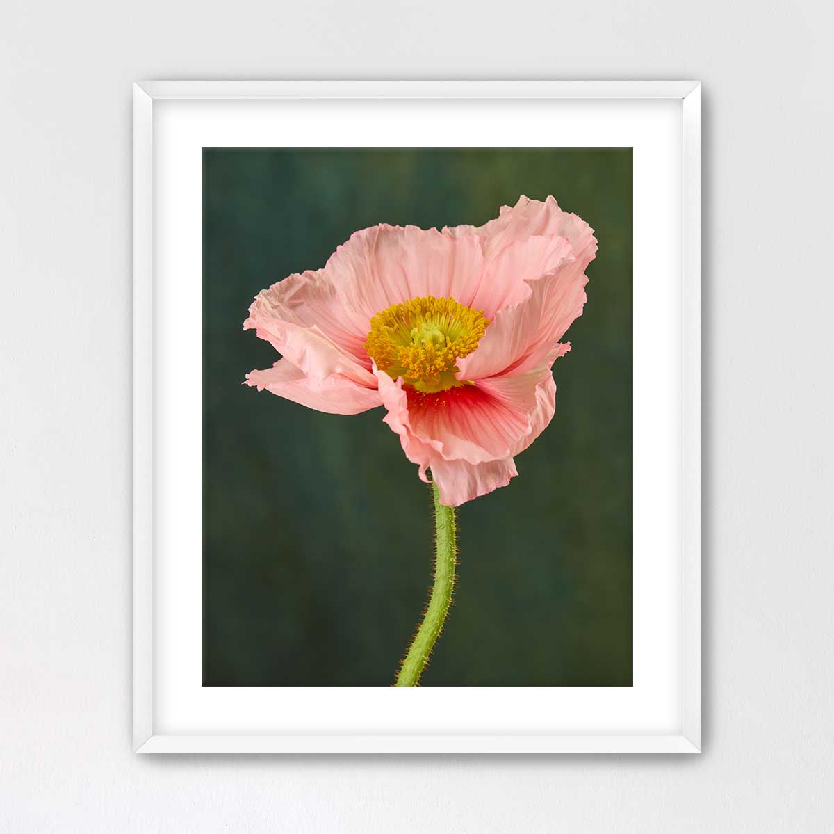 The Venetian Poppy