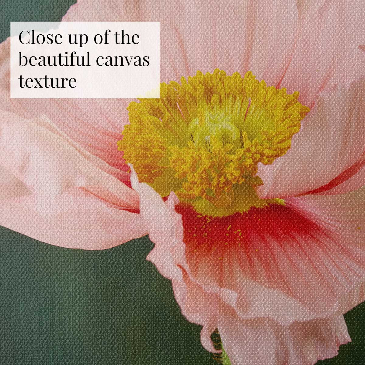 The Venetian Poppy