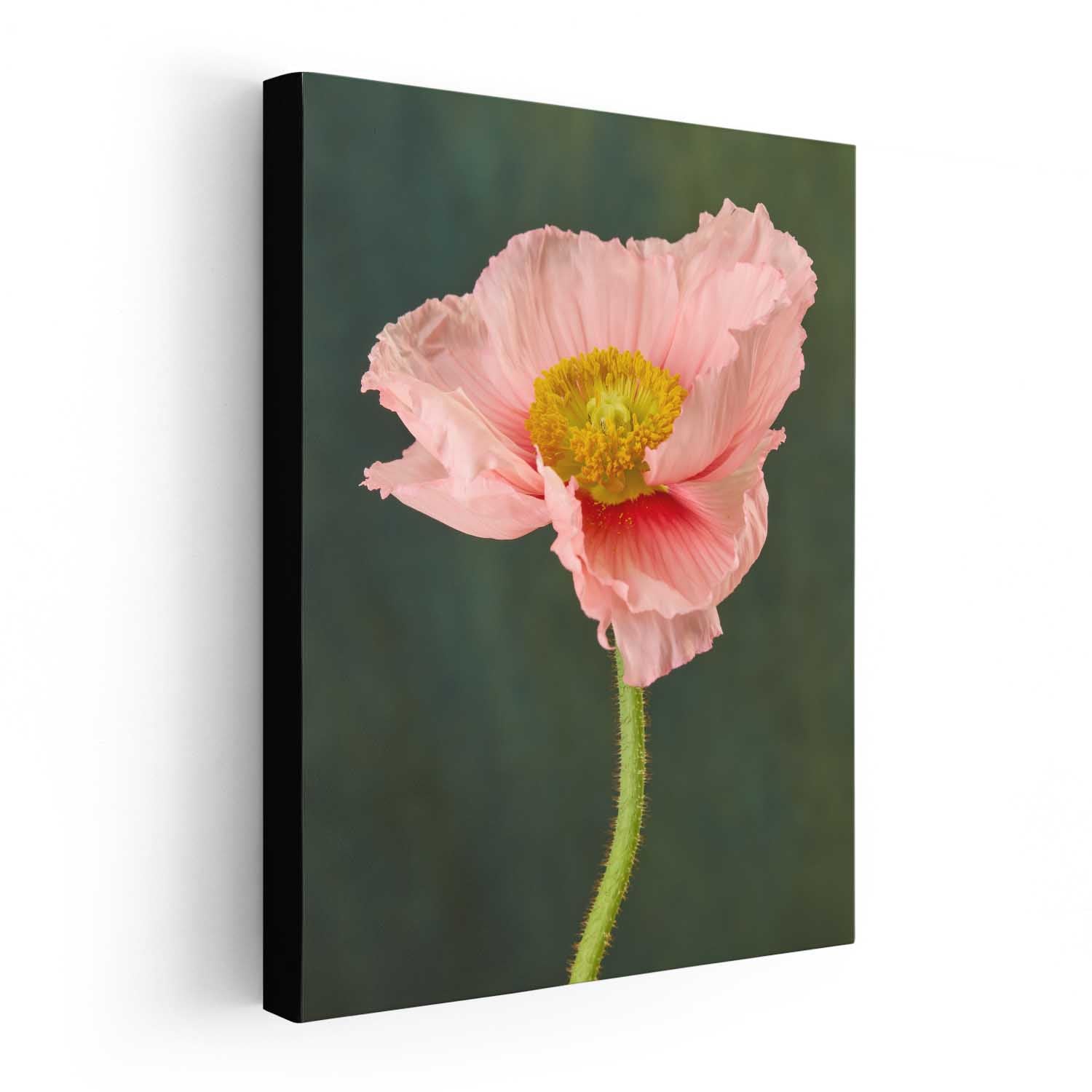 The Venetian Poppy