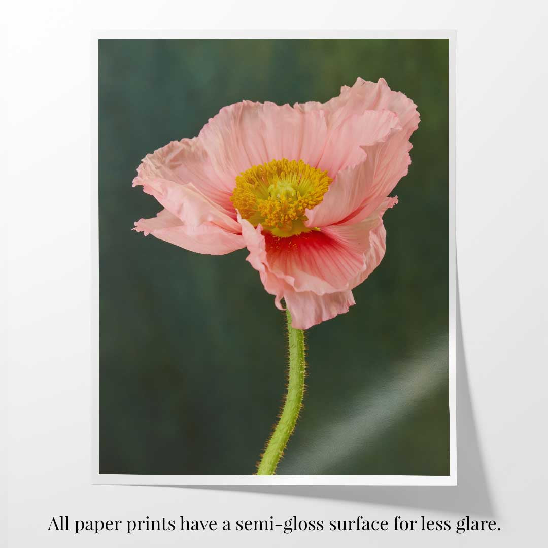 The Venetian Poppy