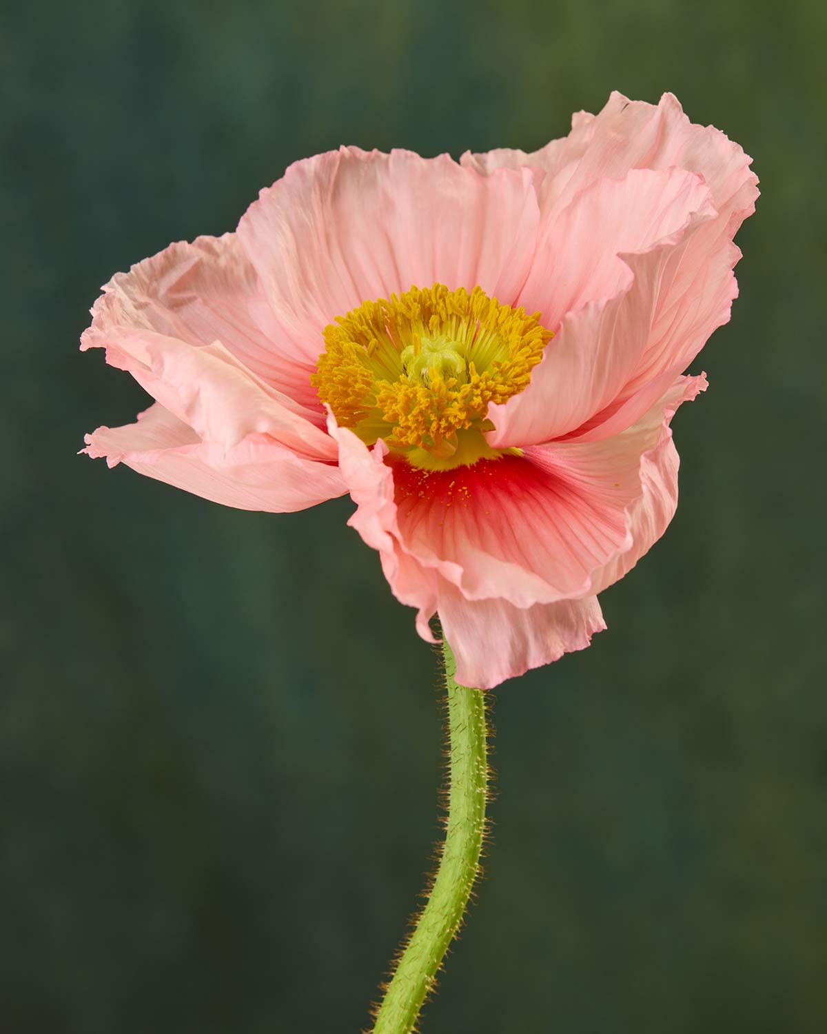 The Venetian Poppy