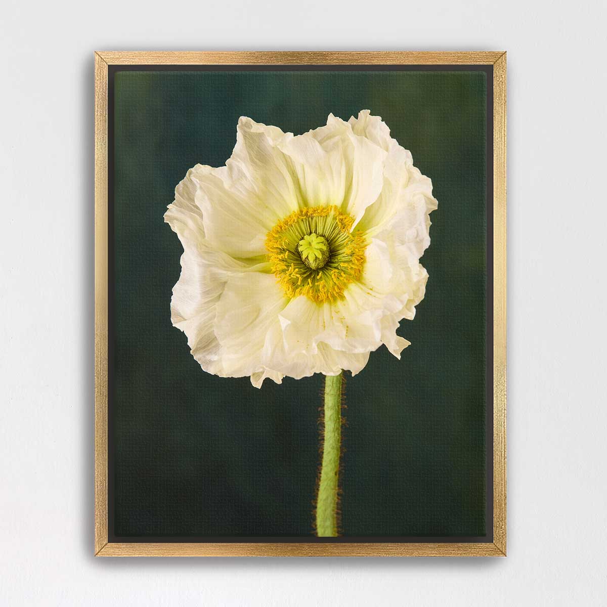 The Roman Poppy