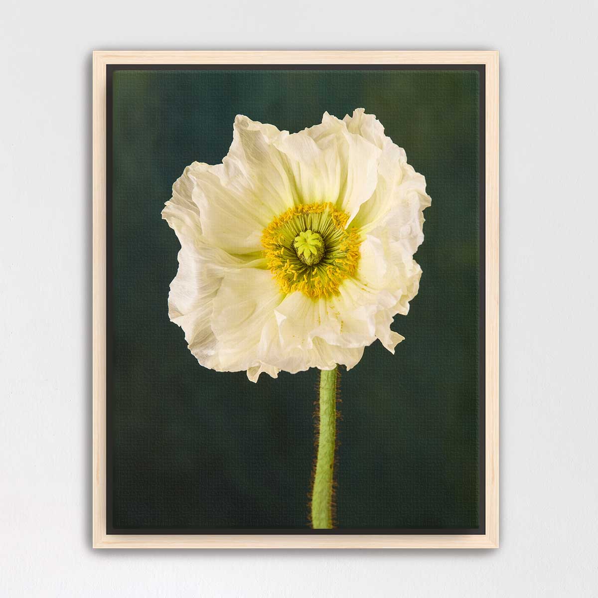 The Roman Poppy