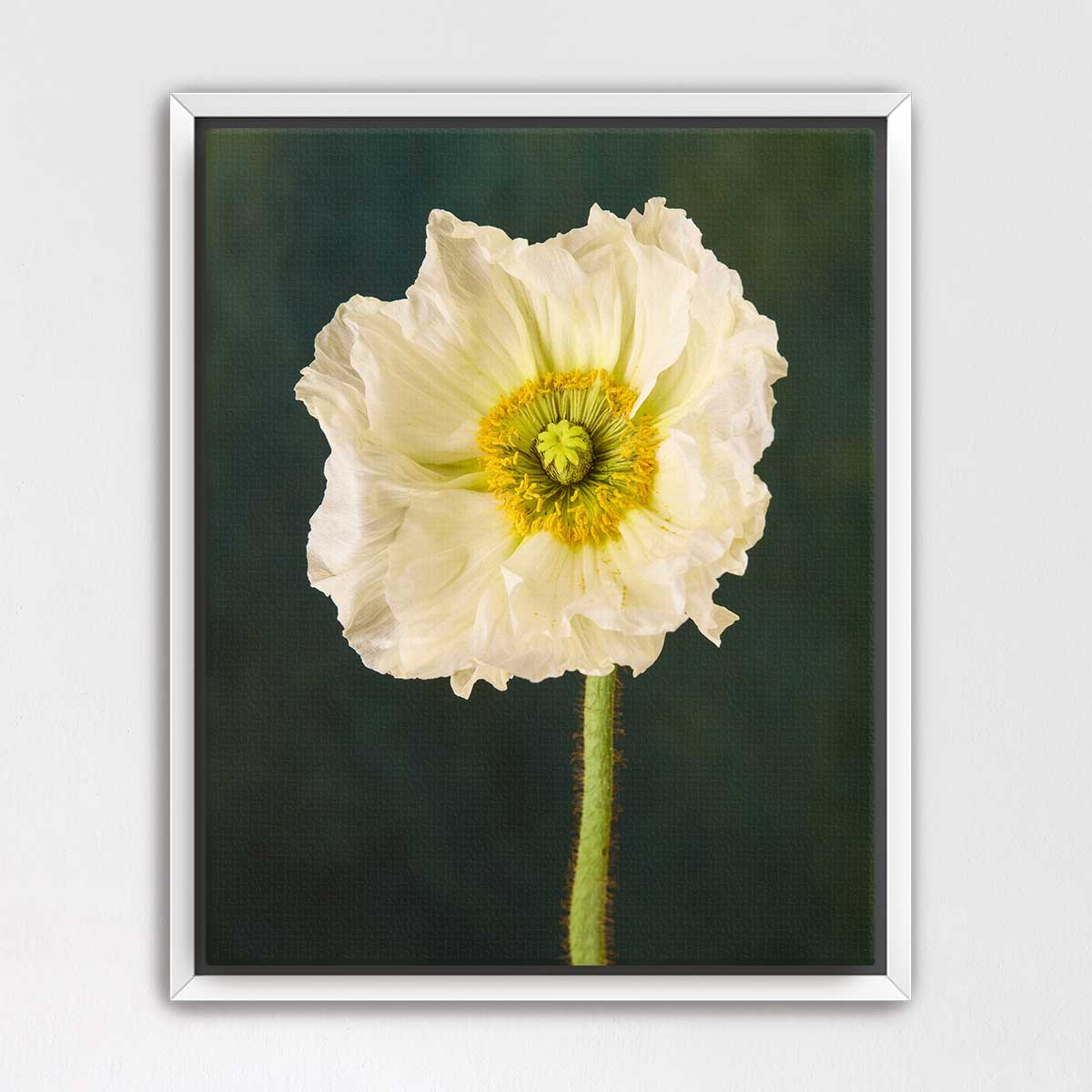 The Roman Poppy
