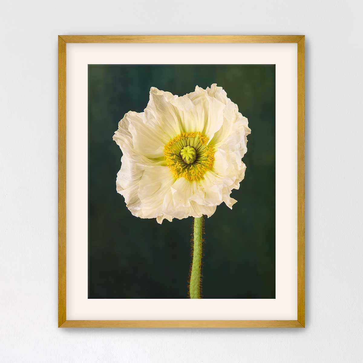 The Roman Poppy