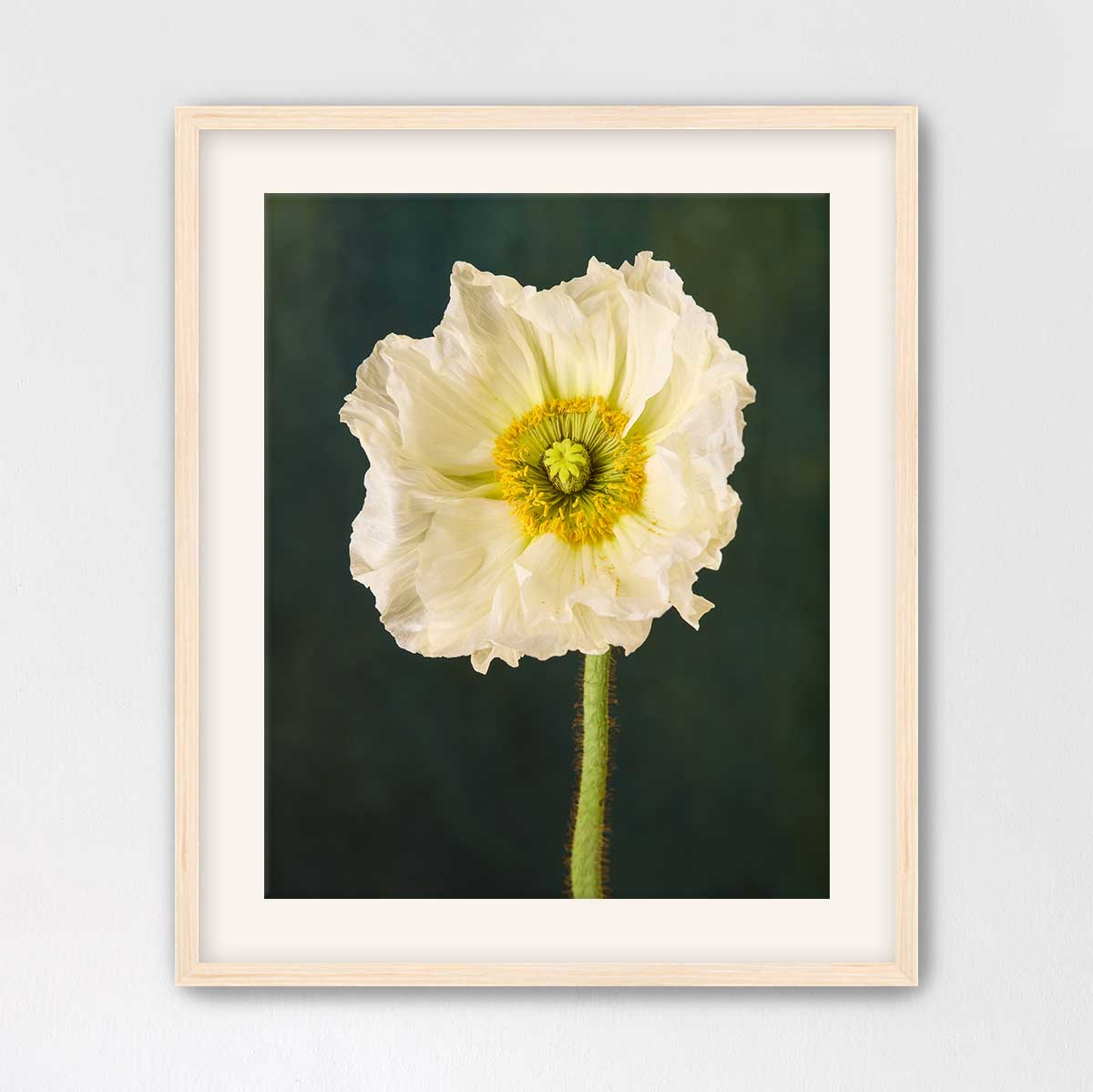 The Roman Poppy