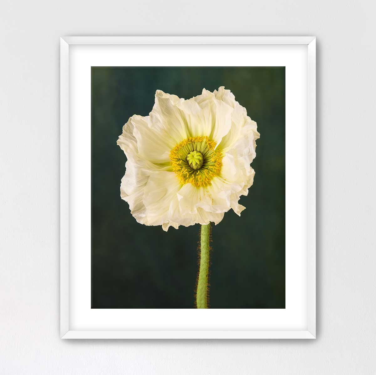 The Roman Poppy