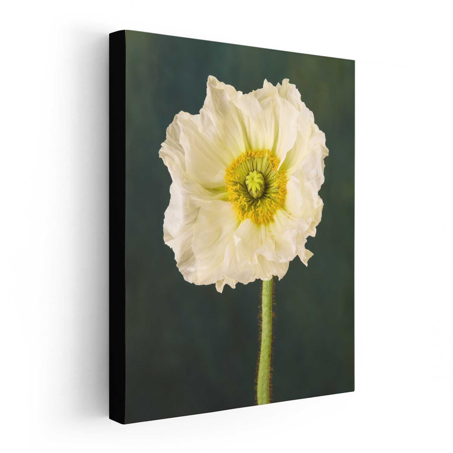 The Roman Poppy