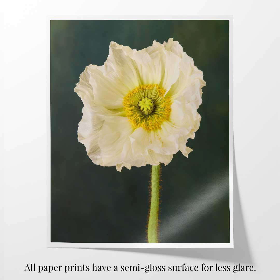 The Roman Poppy