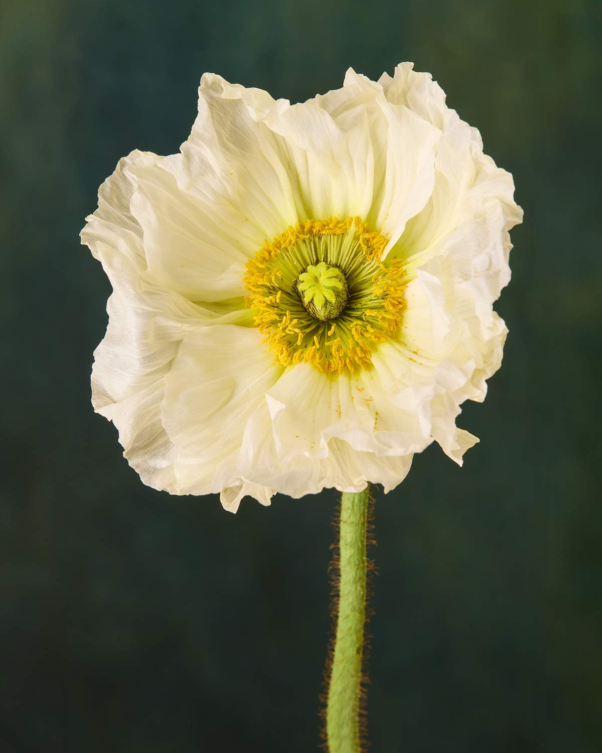 The Roman Poppy