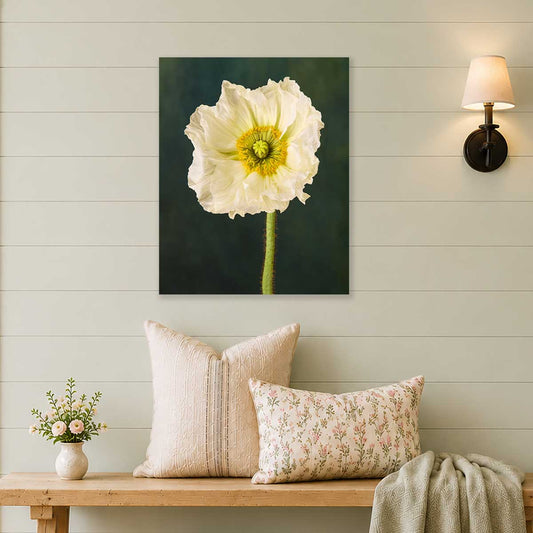The Roman Poppy Wall Art Canvas with white flower on dark green background for a portrait wall display