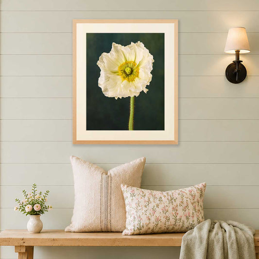 The Roman Poppy wall art print with white and yellow flower on dark green background in a gold frame
