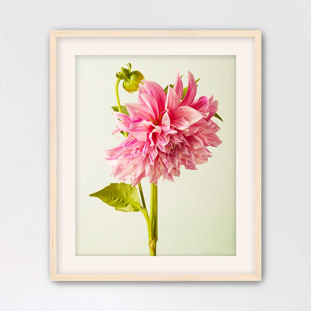 A framed photograph of a single, vibrant pink dahlia flower with a green stem and leaves.
