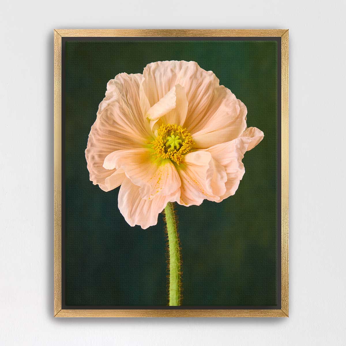 The Amalfi Poppy