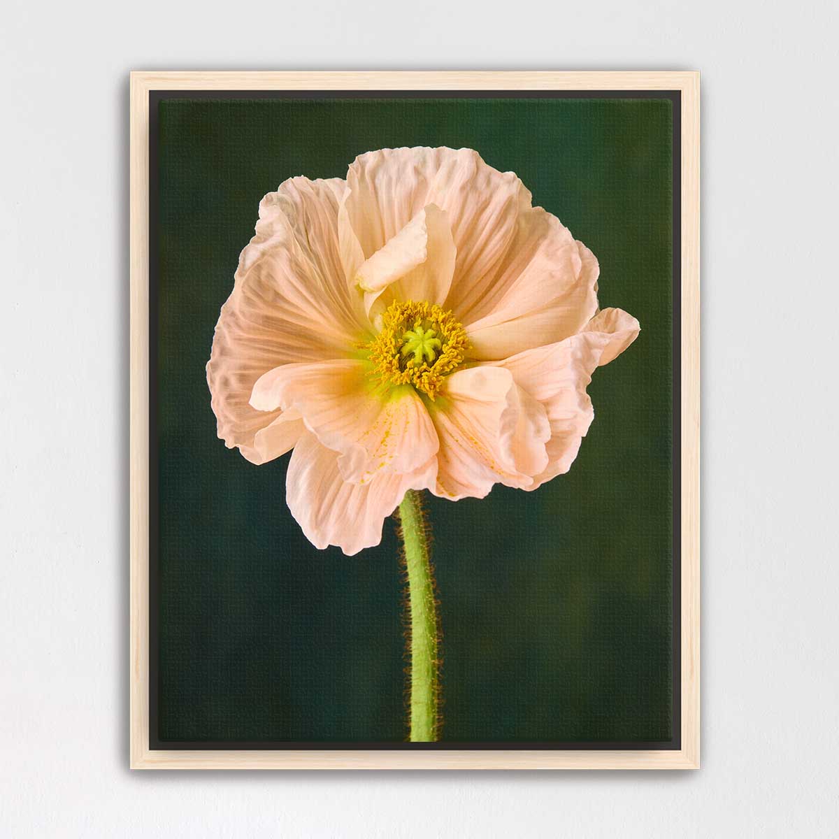 The Amalfi Poppy