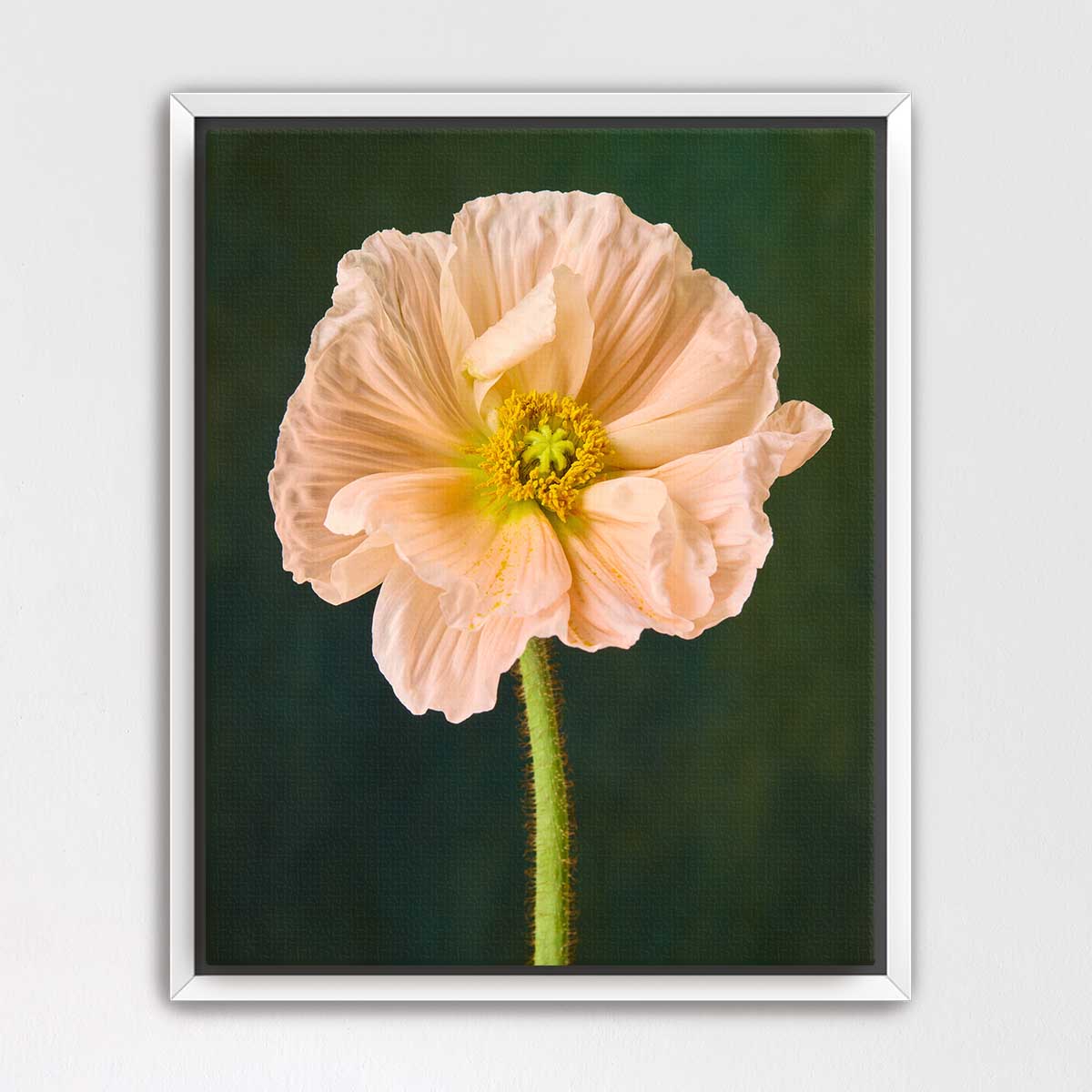 The Amalfi Poppy