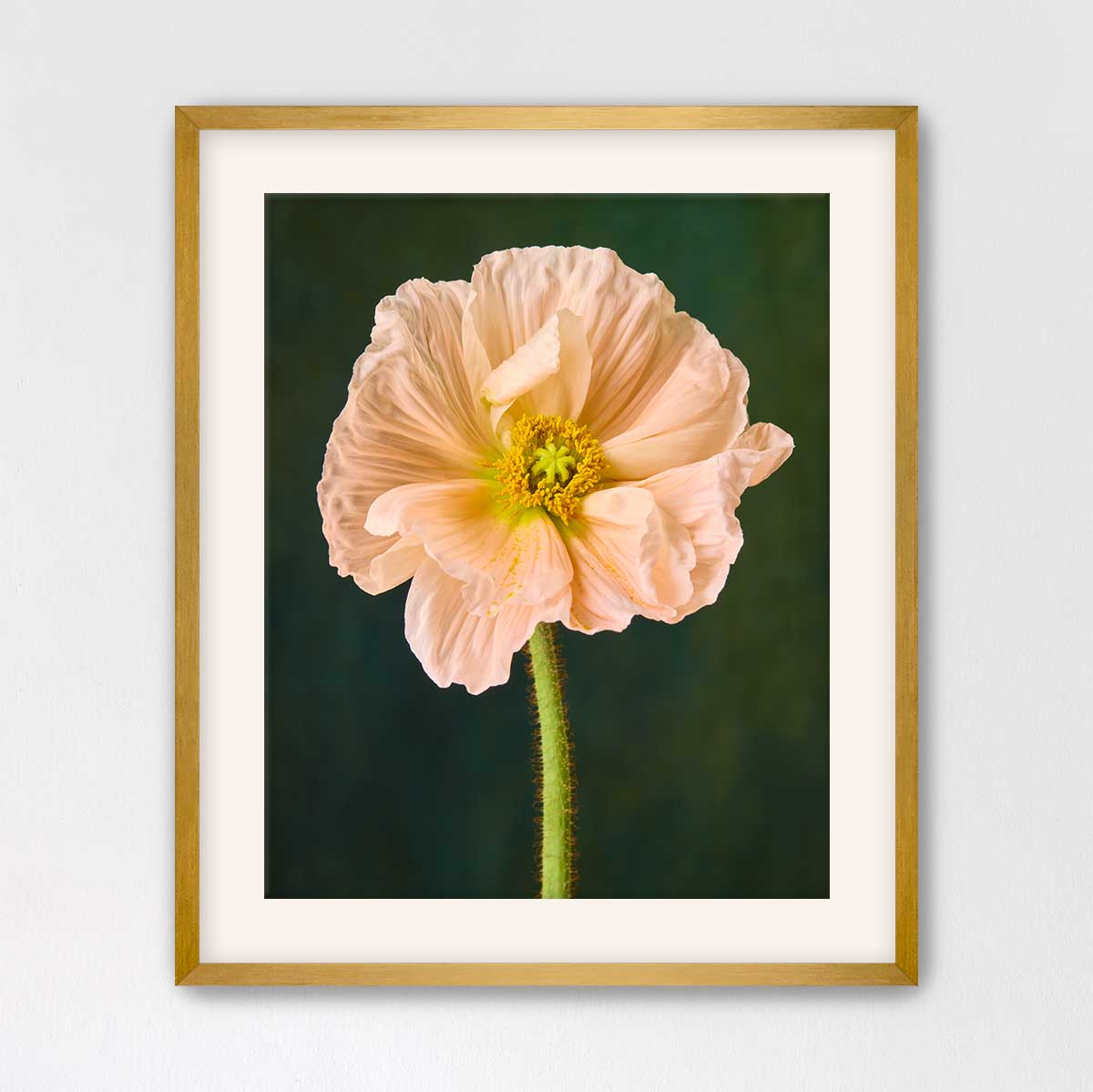 The Amalfi Poppy