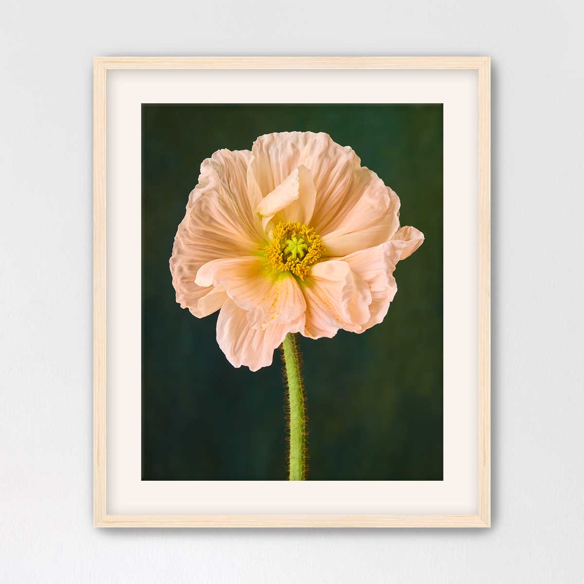 The Amalfi Poppy